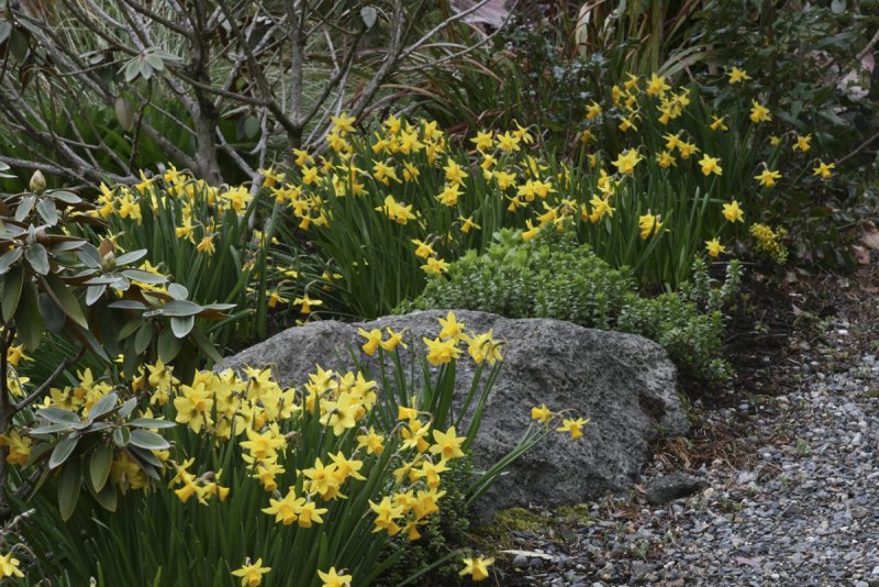 Narcissus 'tete a tete' Mini