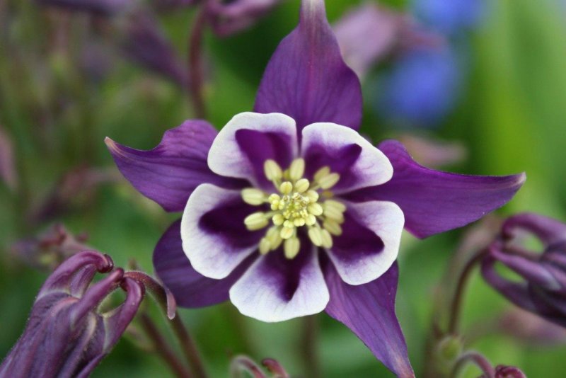 Аквилегия махровая - Aquilegia.