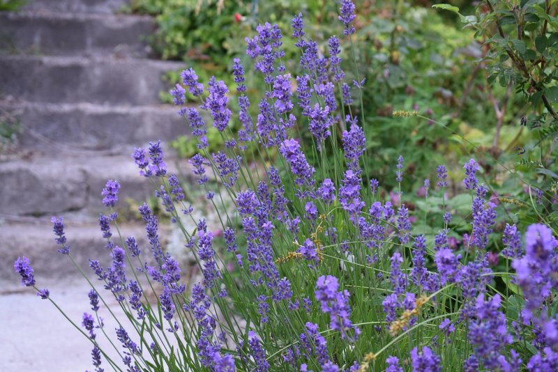 Лаванда узколистная Dwarf Blue