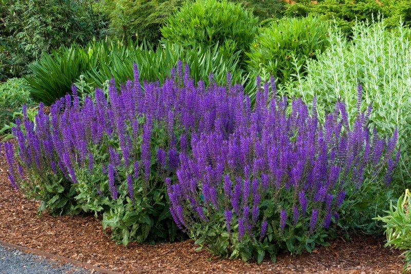 Шалфей Дубравный (Salvia nemorosa `Blauhugel`)