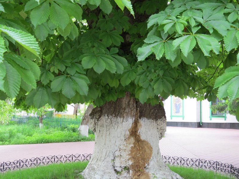 Старый каштан