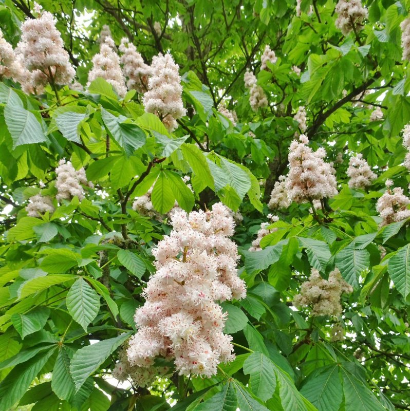 Рябинник в миксбордере