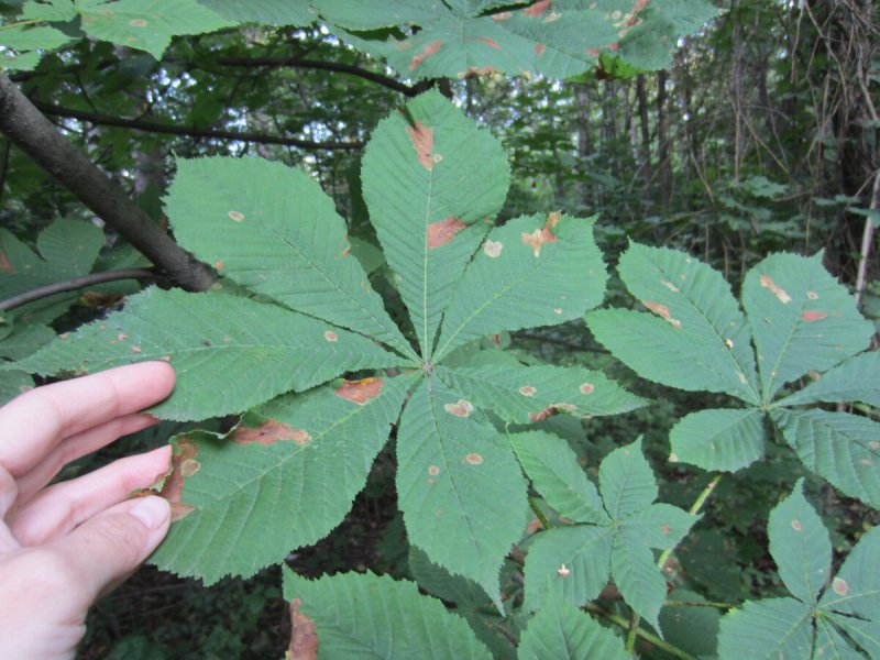Каштан голый - Aesculus glabra