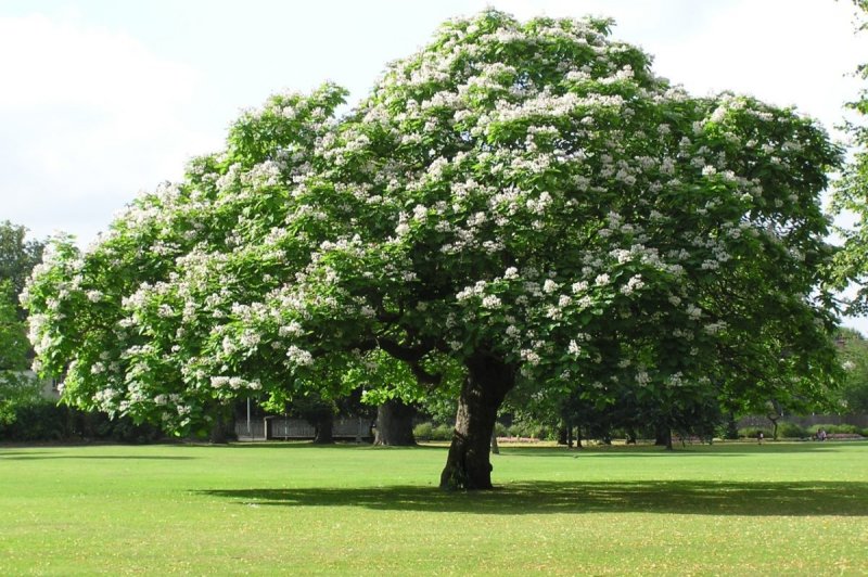 Aesculus hippocastanum brioti