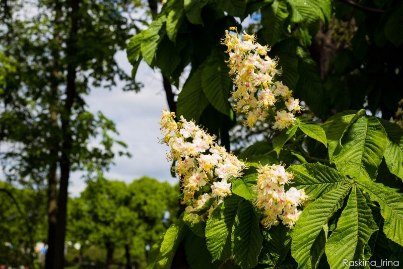 Клематис и спирея