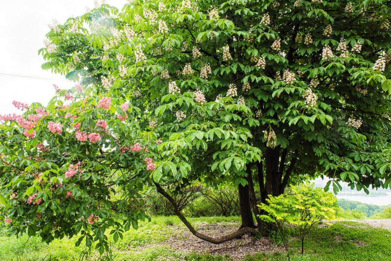 Катальпа бигнониевидная (Catalpa bignonioides)