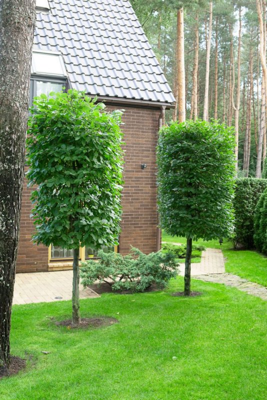 Aesculus parviflora