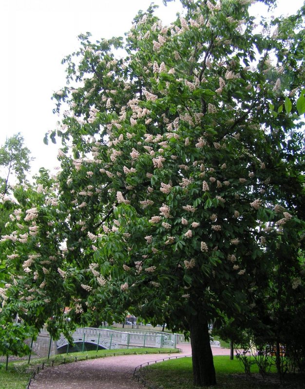 Крымский каштан кустарник