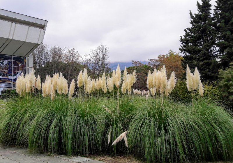 Кортадерия Селло (Cortaderia selloana)