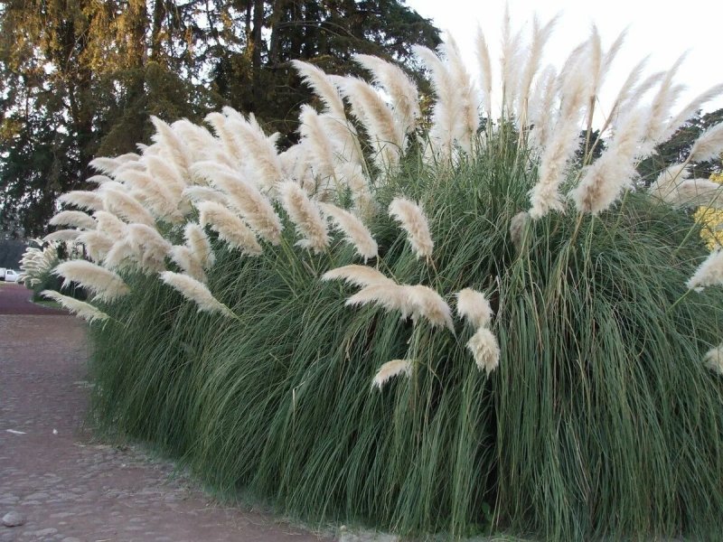 Кортадерия Пумила (pumila)