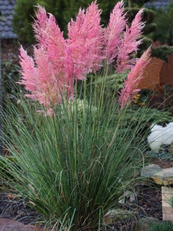 Кортадерия selloana rosea
