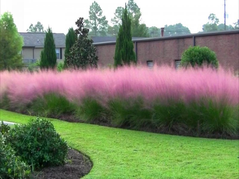 Мюленбергия волосовидная (Muhlenbergia capillaris)