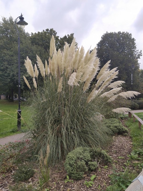 Кортадерия пампасная трава