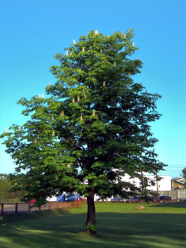 Castanea Sativa дерево