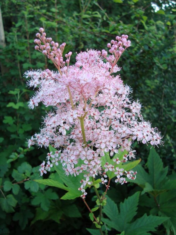 Лабазник красный (Filipendula rubra)