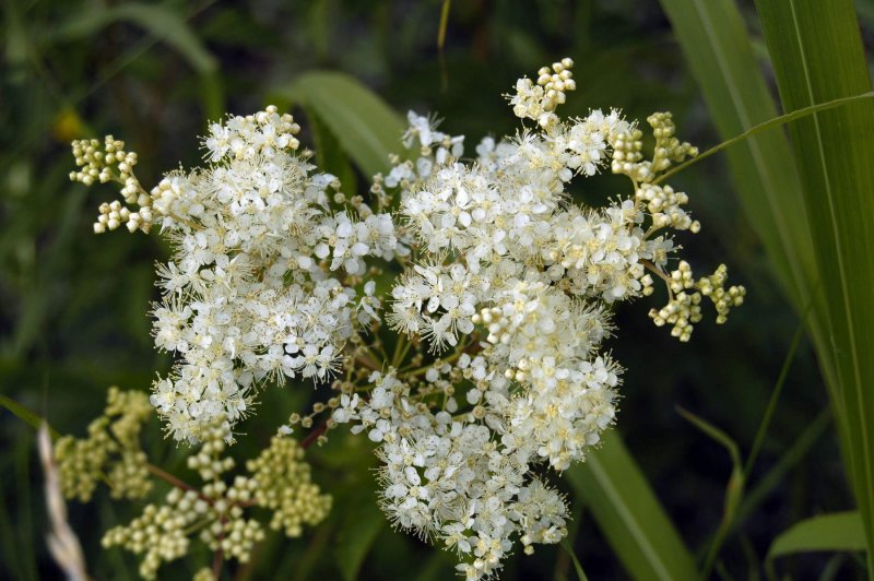 Лабазник Filipendula Ulmaria