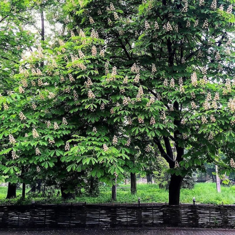 Каштан низкорослый (Castanea pumila)
