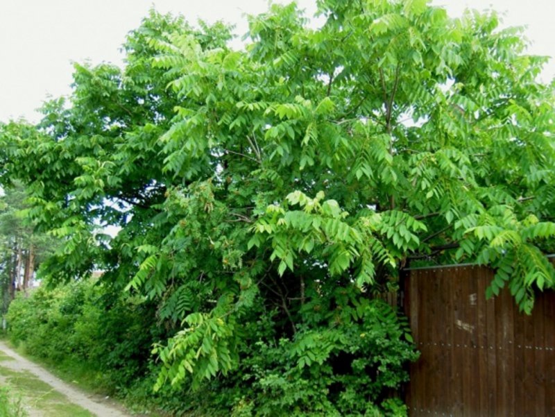 Маньчжурский орех дерево
