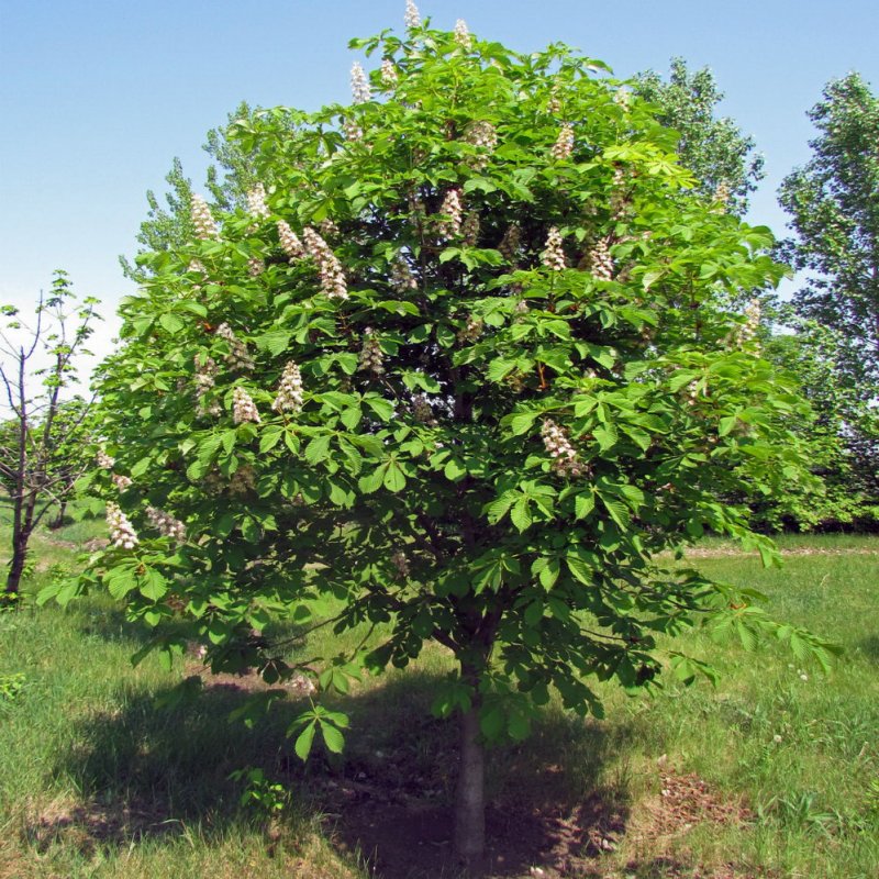 Каштан конский (Aesculus)