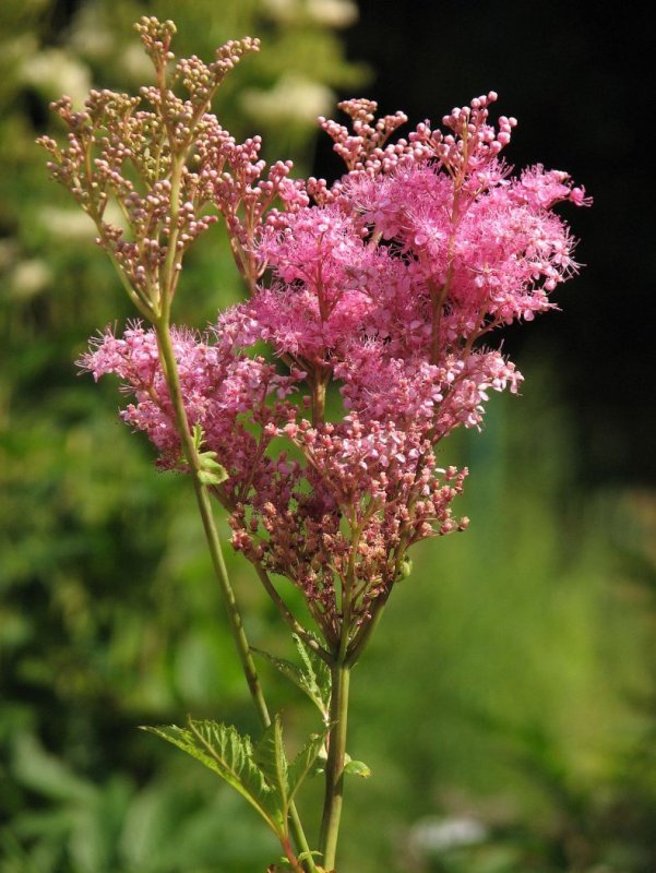 Лабазник красный (Filipendula rubra)