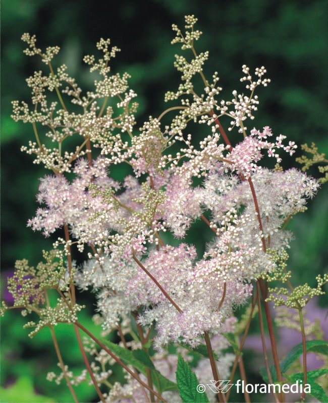 Лабазник "elegans" (Filipendula purpurea)