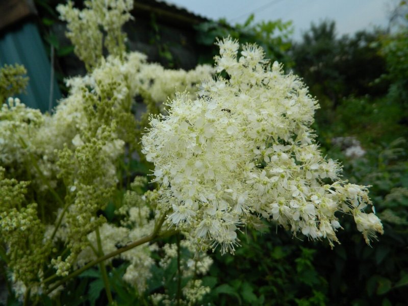 Лабазник красный Венуста