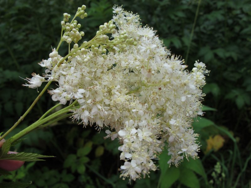 Лабазник вязолистный 'Aurea'