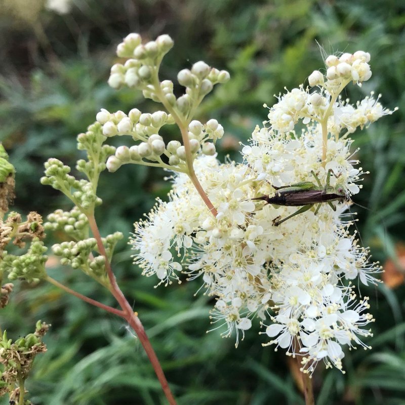 Лабазник вязолистный (Filipendula Ulmaria)