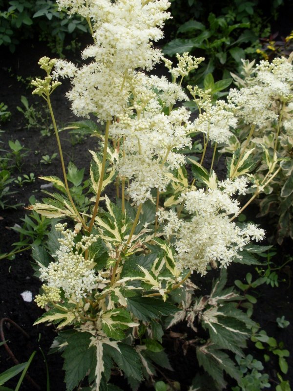 Лабазник вязолистный variegata