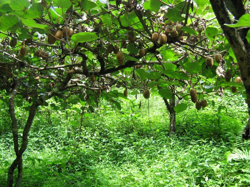 Китайский крыжовник фото