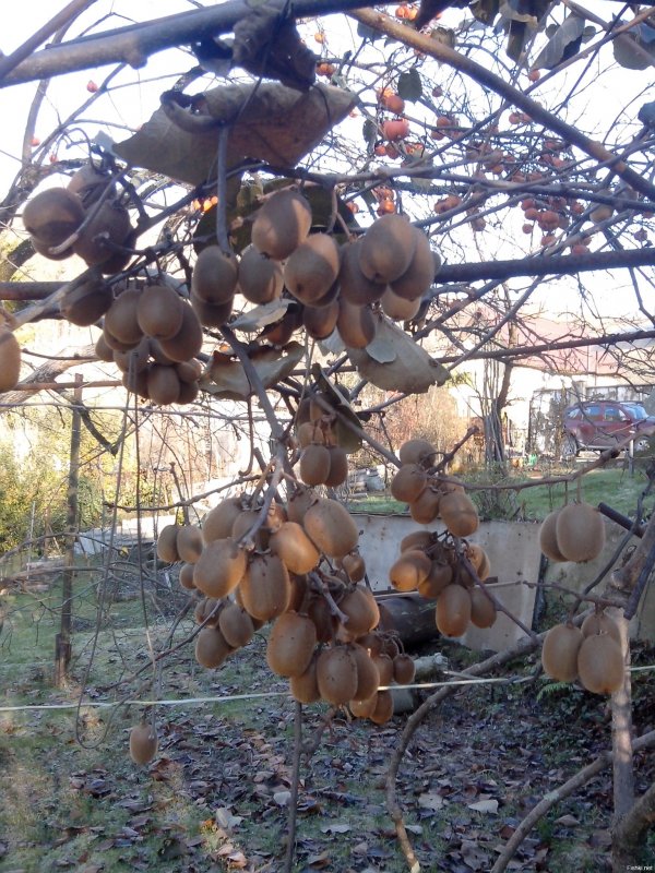 Киви растение для дачи