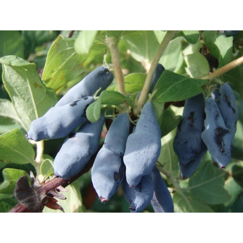 Жимолость съедобная (Lonicera edulis)