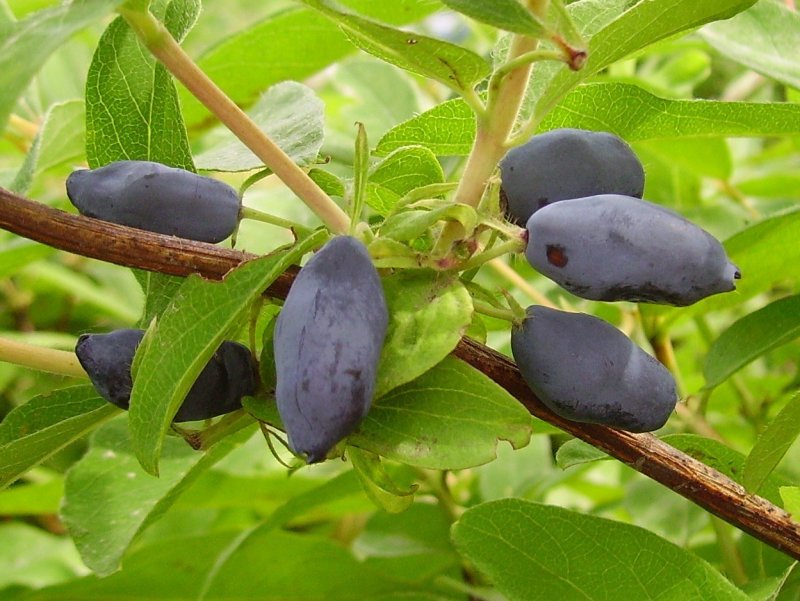 Жимолость кустарник