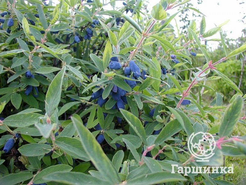 Жимолость куст