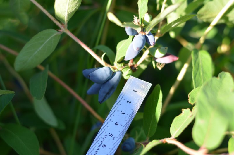 Blue Honeysuckle (Lonicera caerulea var. Emphyllocalyx), Haskap