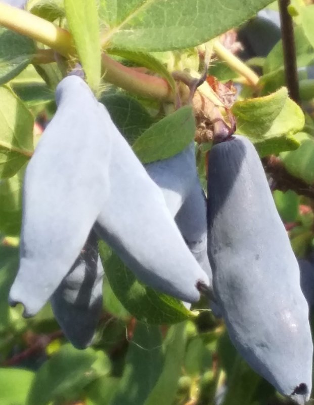 Lonicera caerulea (жимолость синяя, голубая)