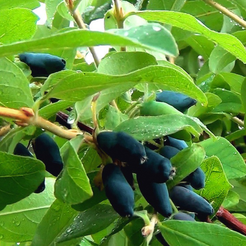 Жимолость Палласа Lonicera pallasii