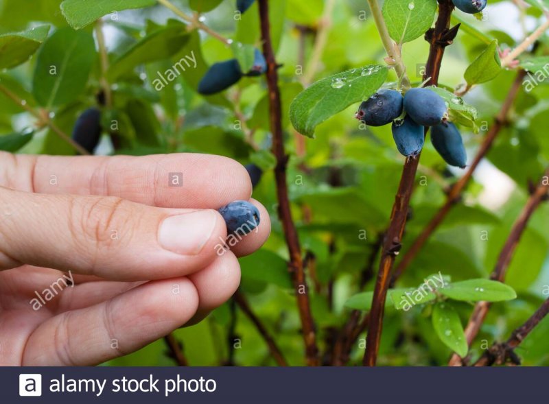 : Жимолость съедобная (Lonicera edulis) крона