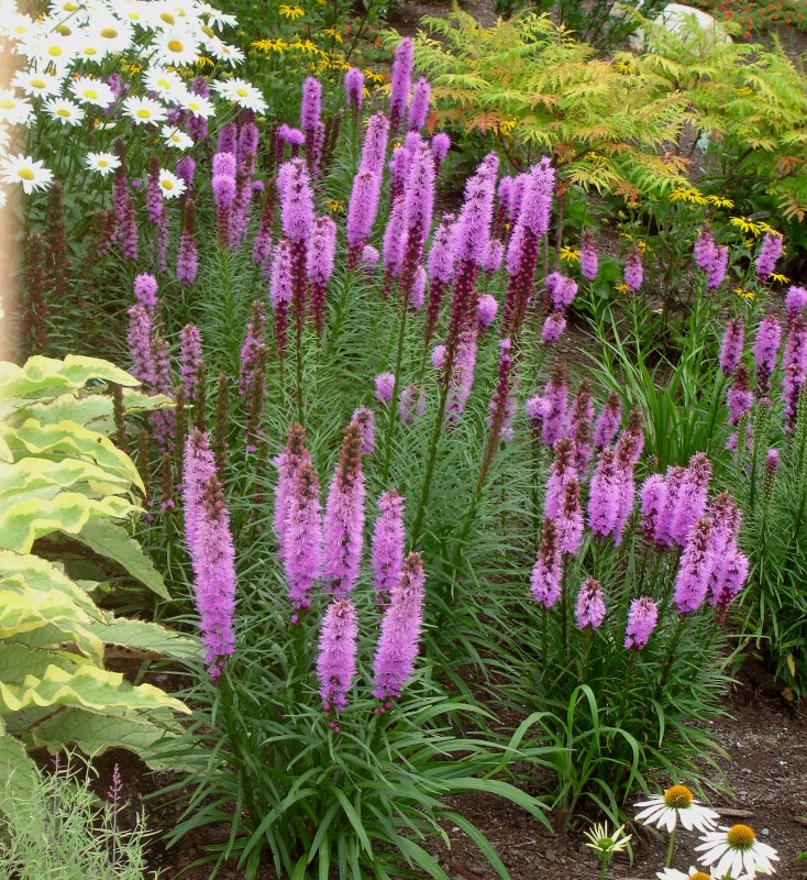 Лиатрис спиката spicata