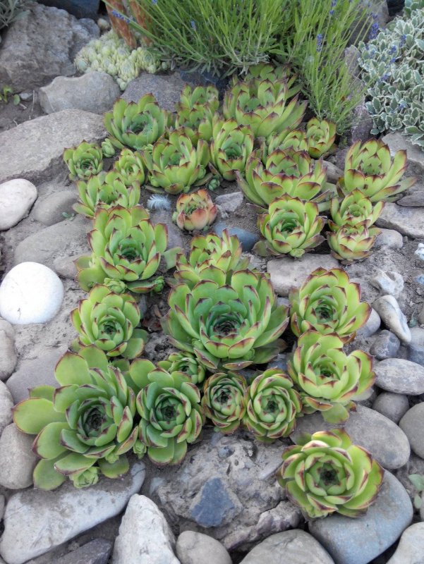 Молодило — Sempervivum soboliferum