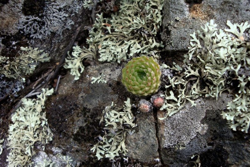 Европейская живучка Sempervivum