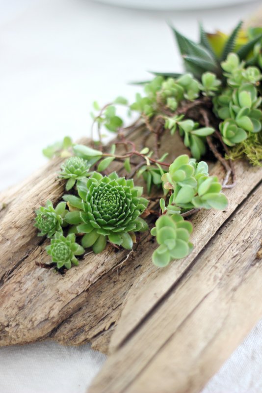 Молодило (Sempervivum)