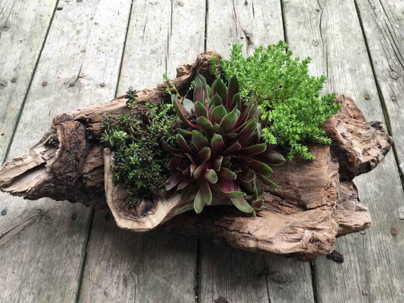 Молодило (Sempervivum)