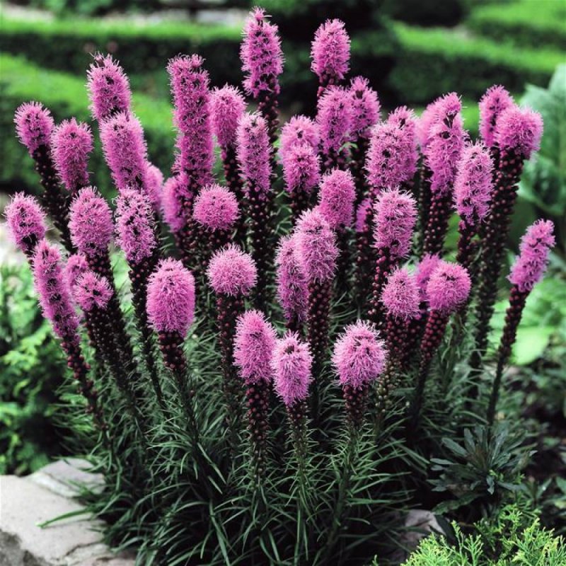 Лиатрис spicata