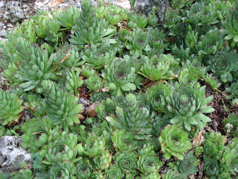 Молодило Sempervivum 'Othello'