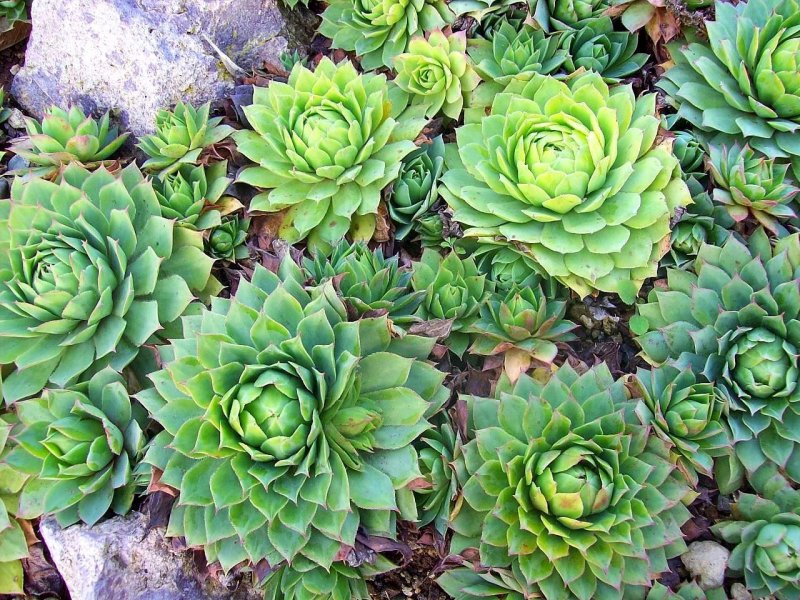 Растение живучка Sempervivum
