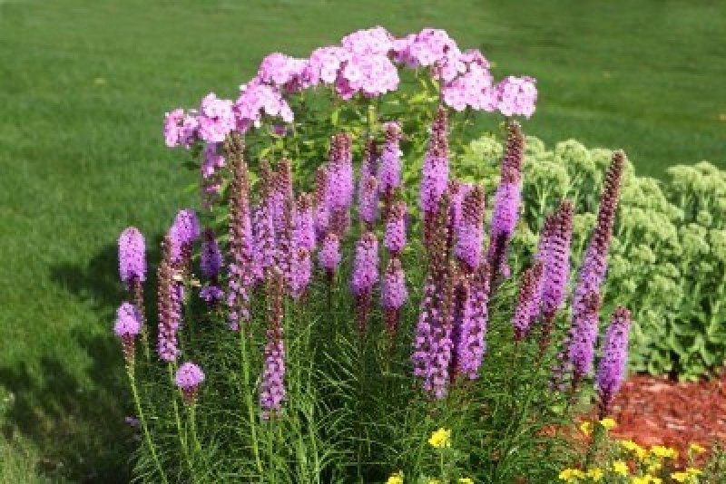 Лиатрис спиката spicata