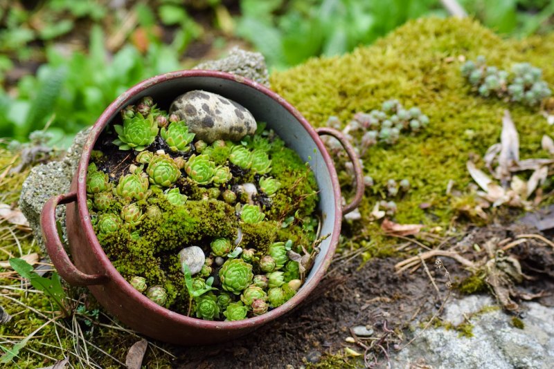 Молодило кровельное (Sempervivum tectorum)