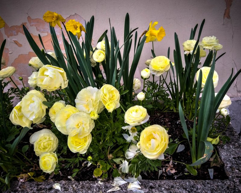 Лютик (Ranunculus) tomer Mixed