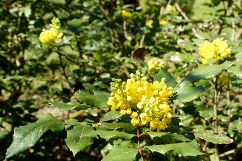 Магония подуболистная Мahonia aquifolia